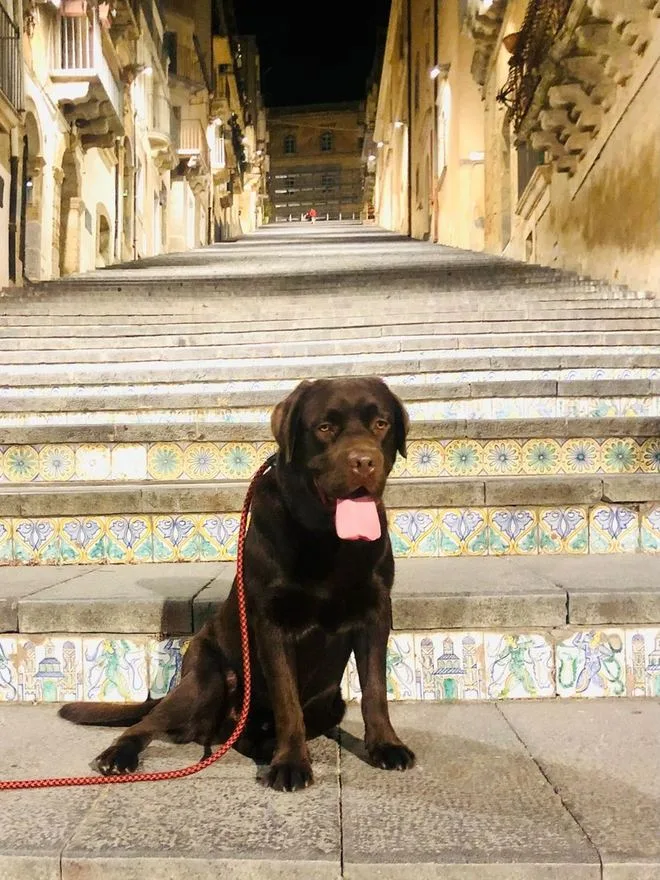 Achille, Labrador Retriever cioccolato di Vic Lab, sulla scalinata di Caltagirone