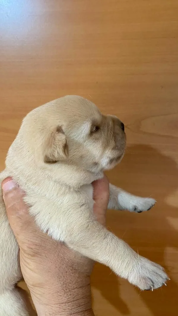 Cucciolo di Labrador Retriever in braccio