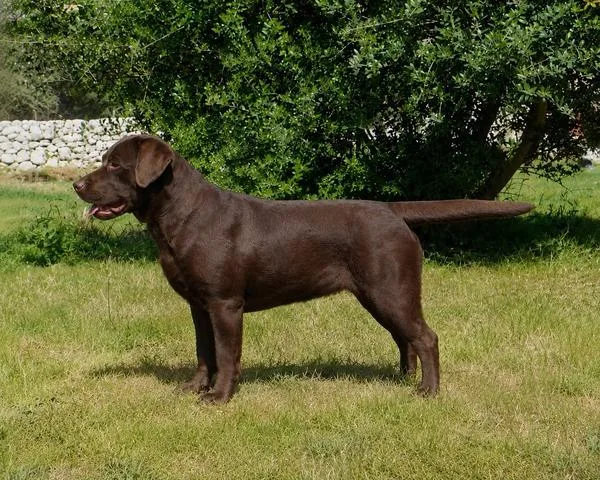 Labrador Retriever cioccolato in appoggio