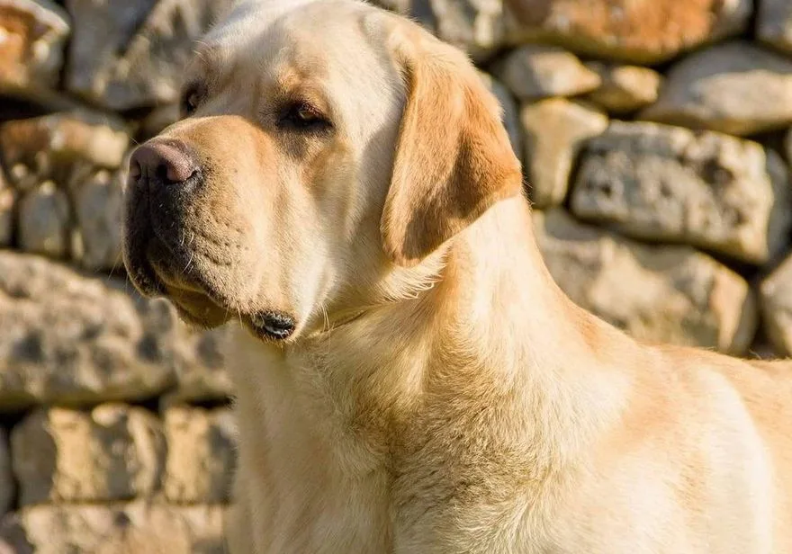 Labrador Retriever miele di Vic Lab, con pedigree ENCI