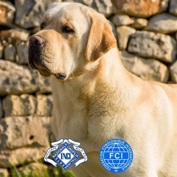 Labrador Retriever di Vic Lab, cani iscritti ENCI e FCI