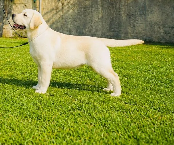 Tre Labrador Retriever cioccolato, miele e nero nel giardino di Vic Lab