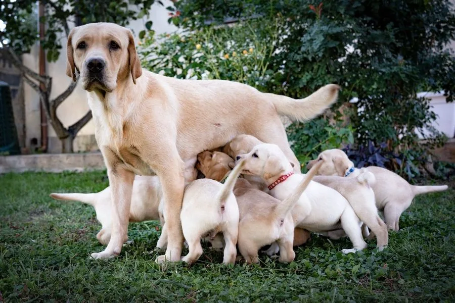 Femmina di Labrador Retriever coi suoi cuccioli nel giardino di Vic Lab