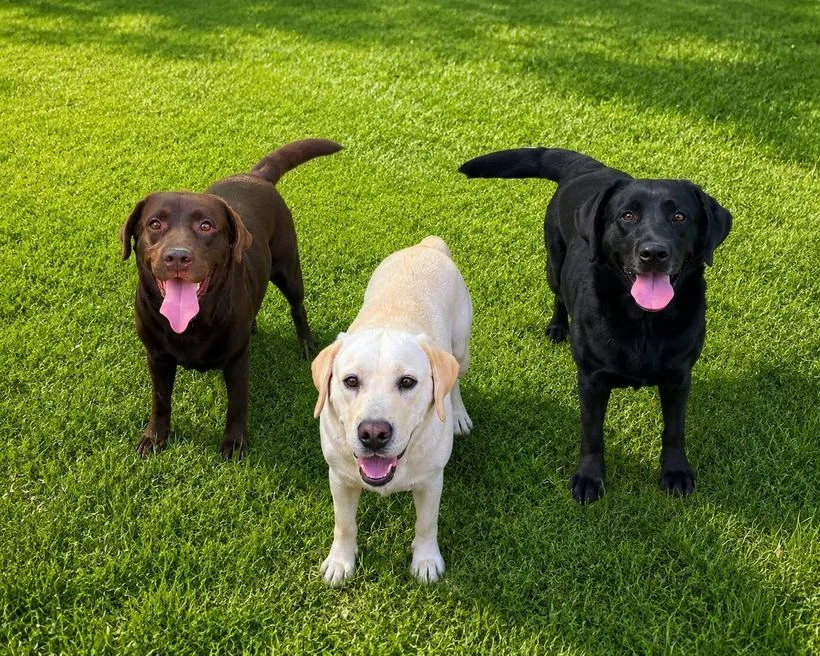 Labrador Retriever nei tre colori: cioccolato, miele e nero