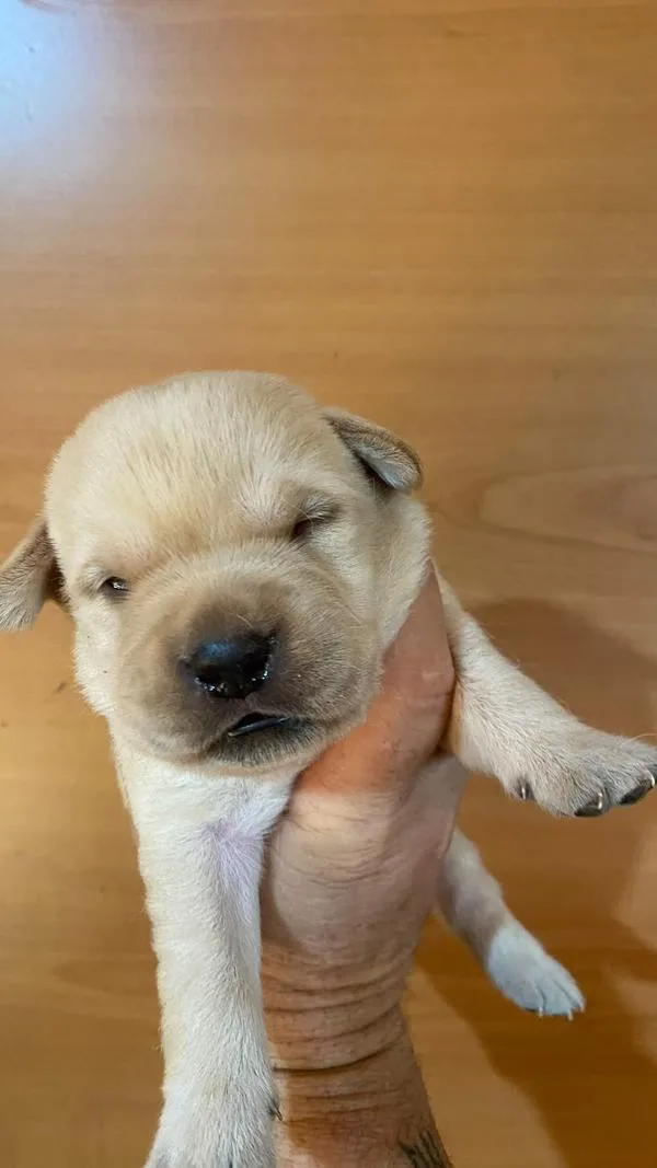 Cucciolo di Labrador Retriever appena sveglio
