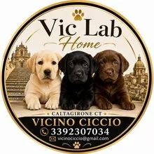 Vic Lab — Labrador Retriever con pedigree ENCI a Caltagirone